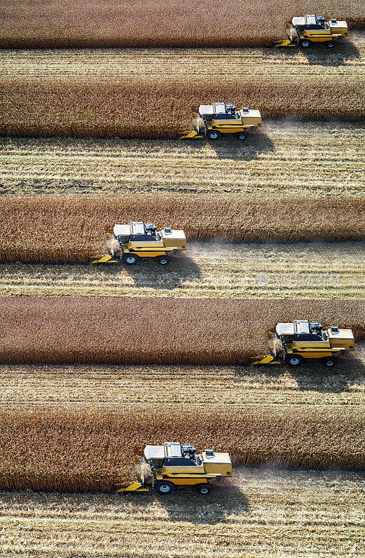 Aerial view of corn field with combine harvesters during harvest